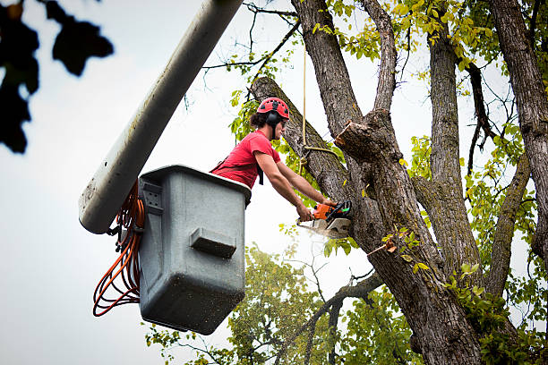 Best Firewood Processing and Delivery  in Scottsbluff, NE